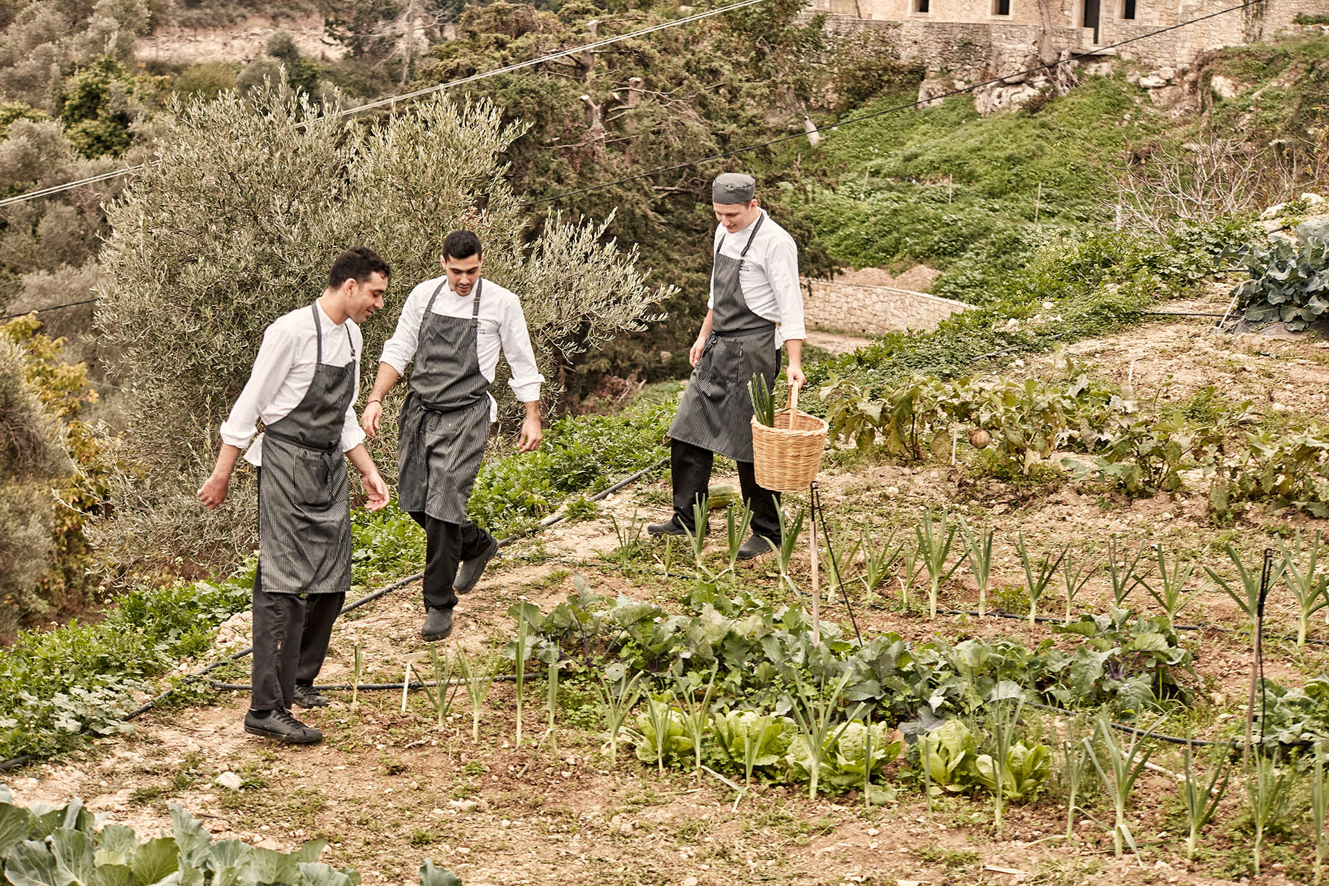 Vegetable Harvest