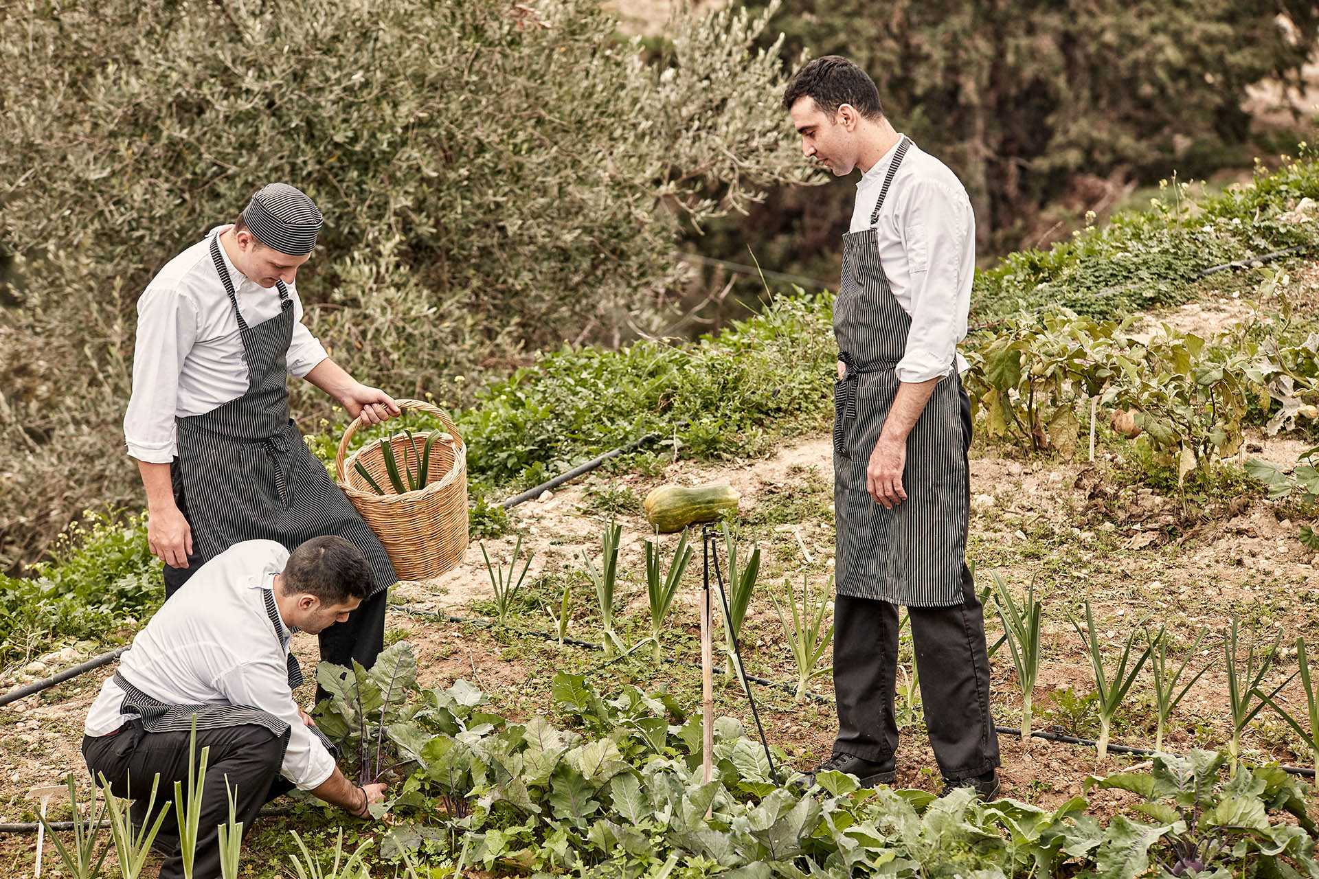 Vegetable Harvest