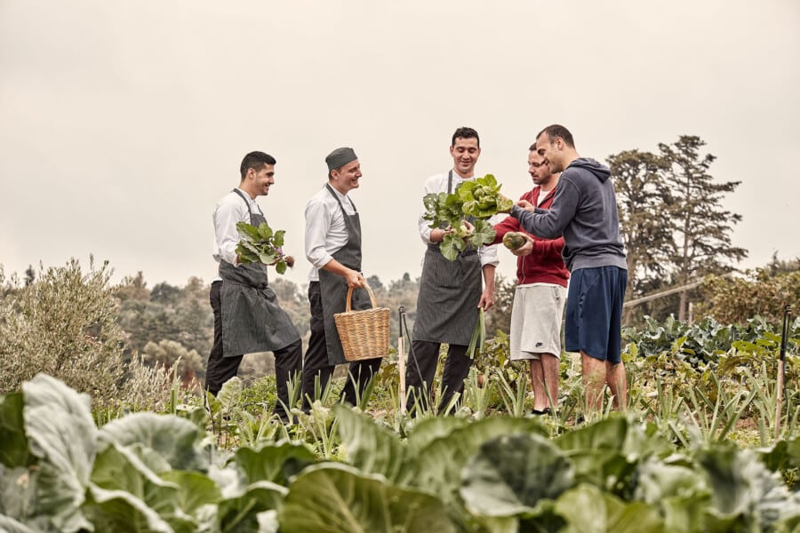 Vegetable Harvest