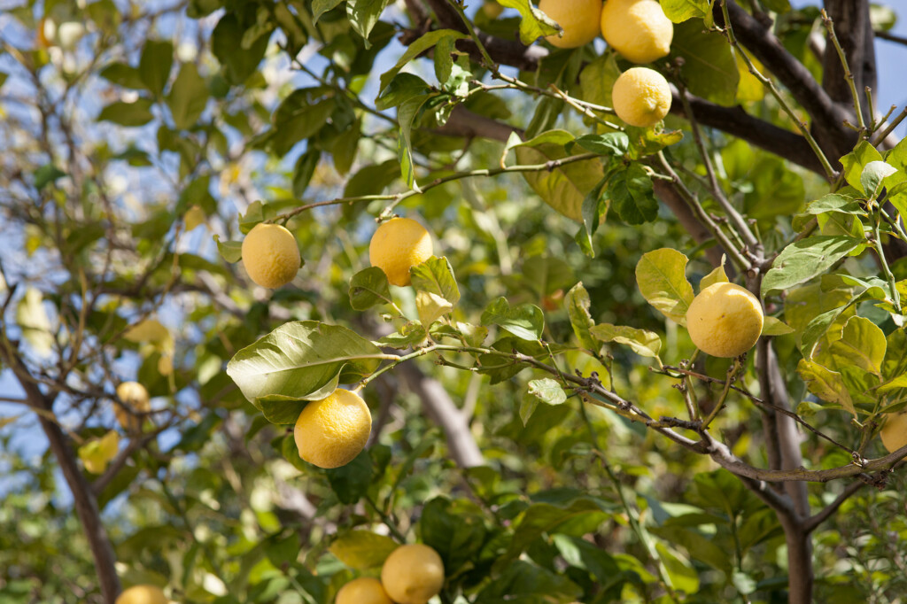 Kapsaliana lemons