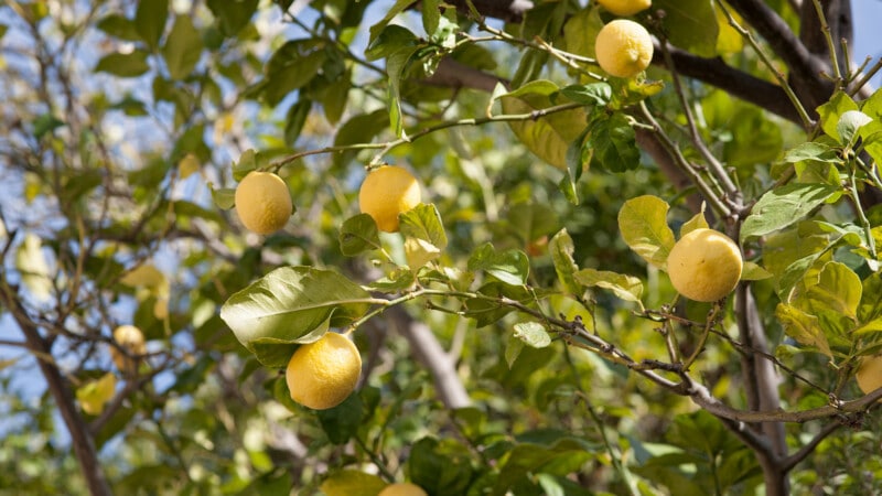 Kapsaliana lemons