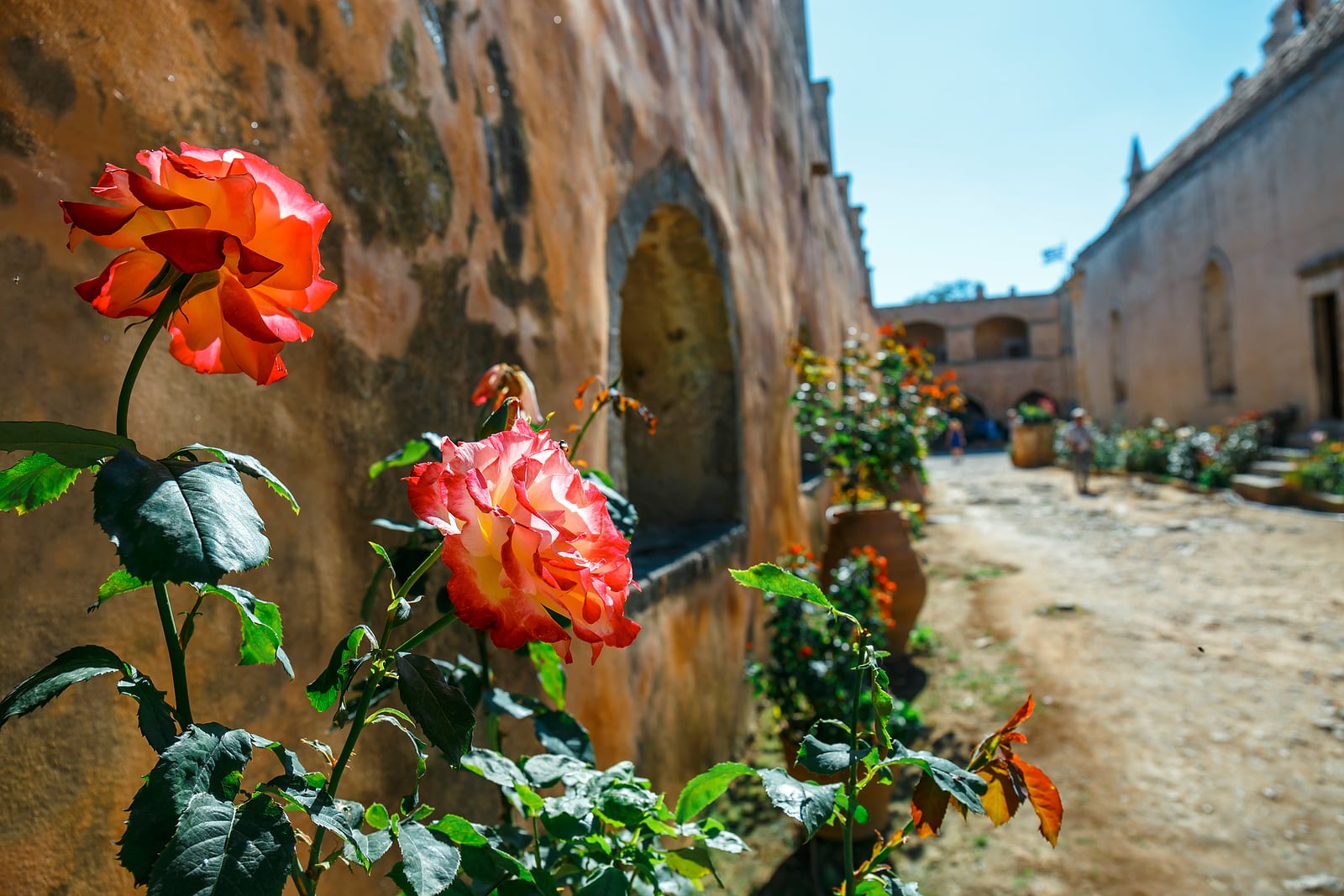 Beautiful Roses In The Pot,  Arkadi Monastery On Crete Island, G