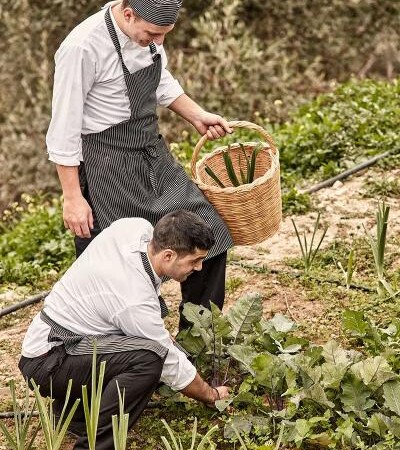 Vegetable-Harvest-4