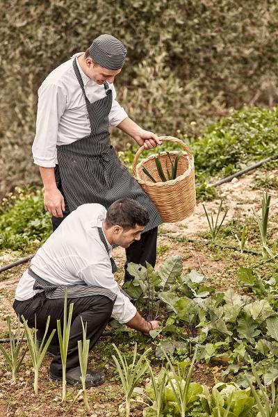 Vegetable-Harvest-4